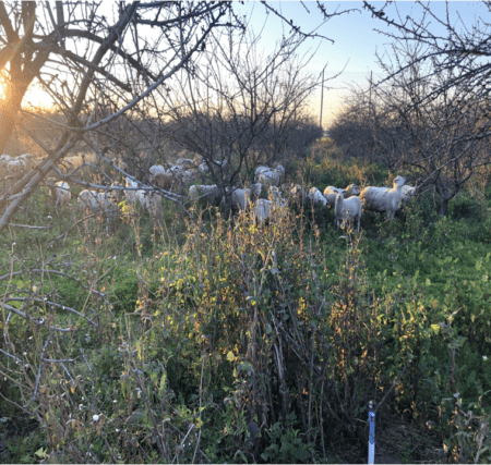 Sheep grazing