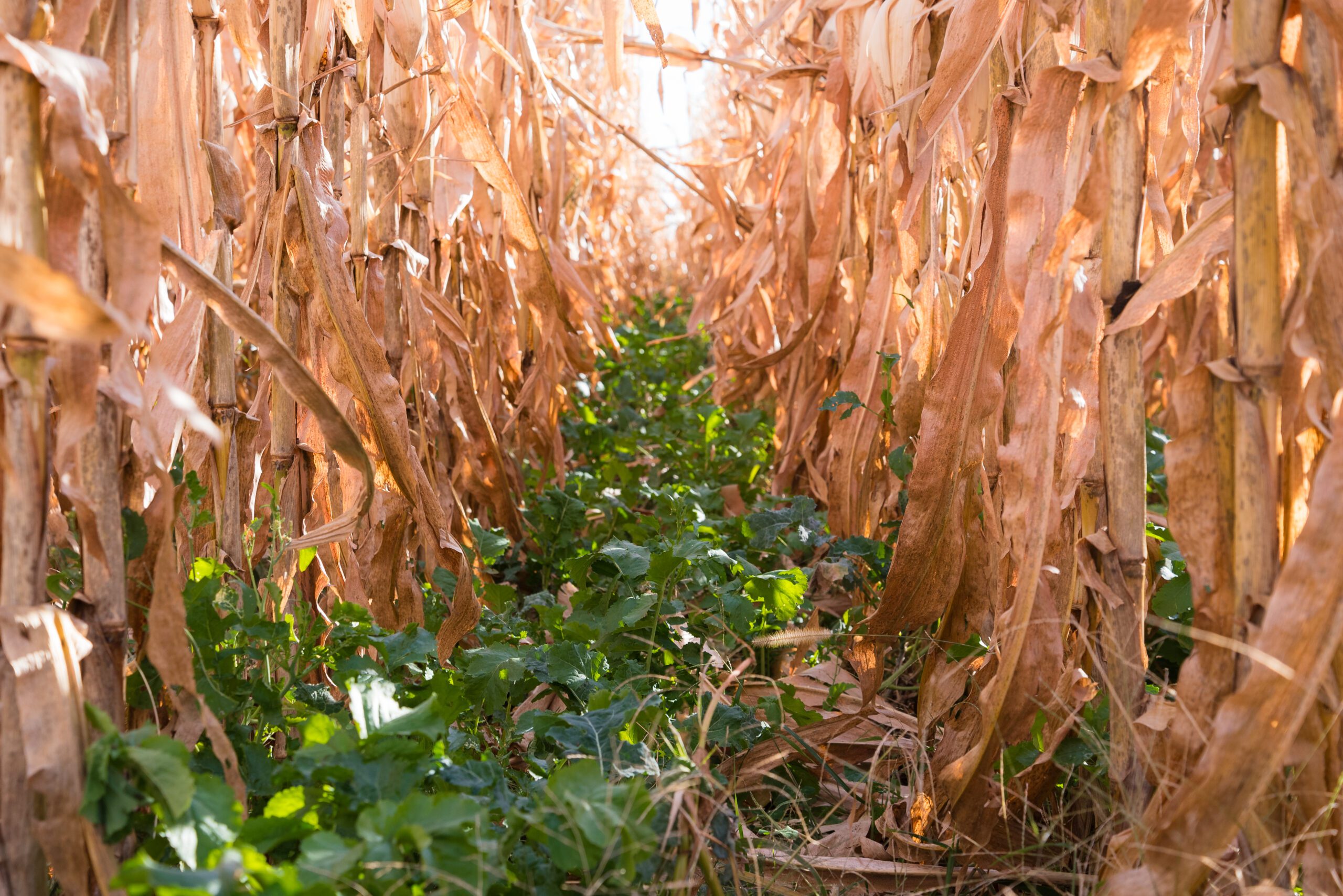 corn interseeding green cover test plots