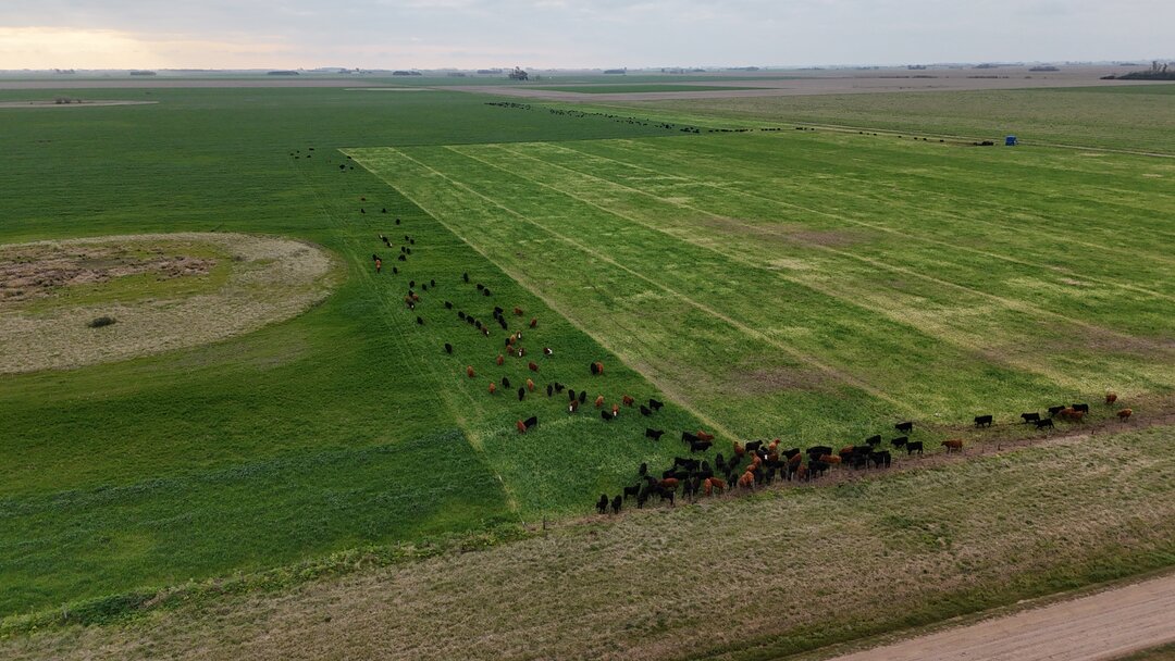 Year Round Grazing, Part 2: Summertime Forage